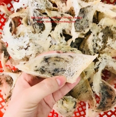 Tổ Yến thô còn lông được nuôi ở Kiên Giang